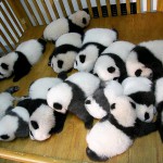 baby_panda